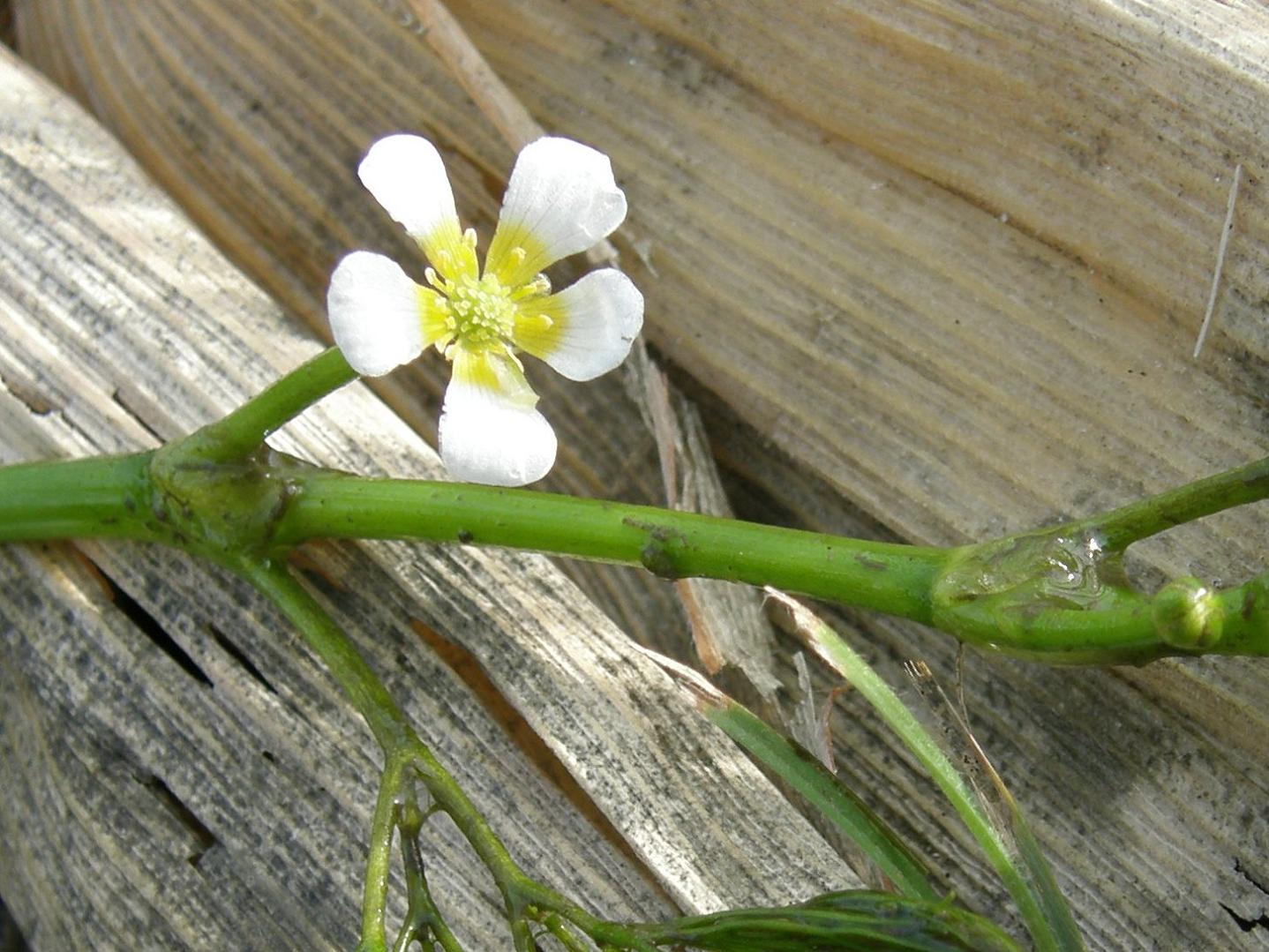 Ranunculus trichophyllus / Ranuncolo a foglie capillari